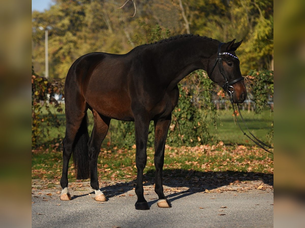 Hannoveriano Caballo castrado 6 años 170 cm Castaño oscuro in Königsdorf