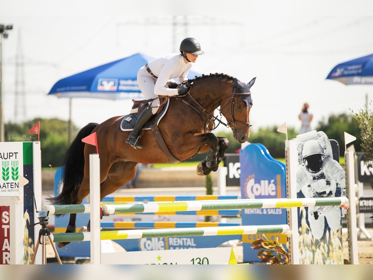 Hannoveriano Caballo castrado 6 años 170 cm Castaño oscuro in Nettetal