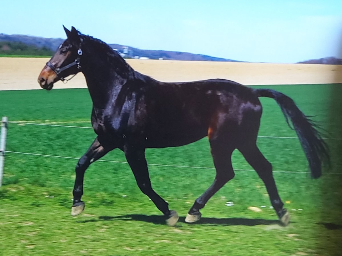 Hannoveriano Mestizo Caballo castrado 6 años 170 cm Morcillo in Eberhardzell