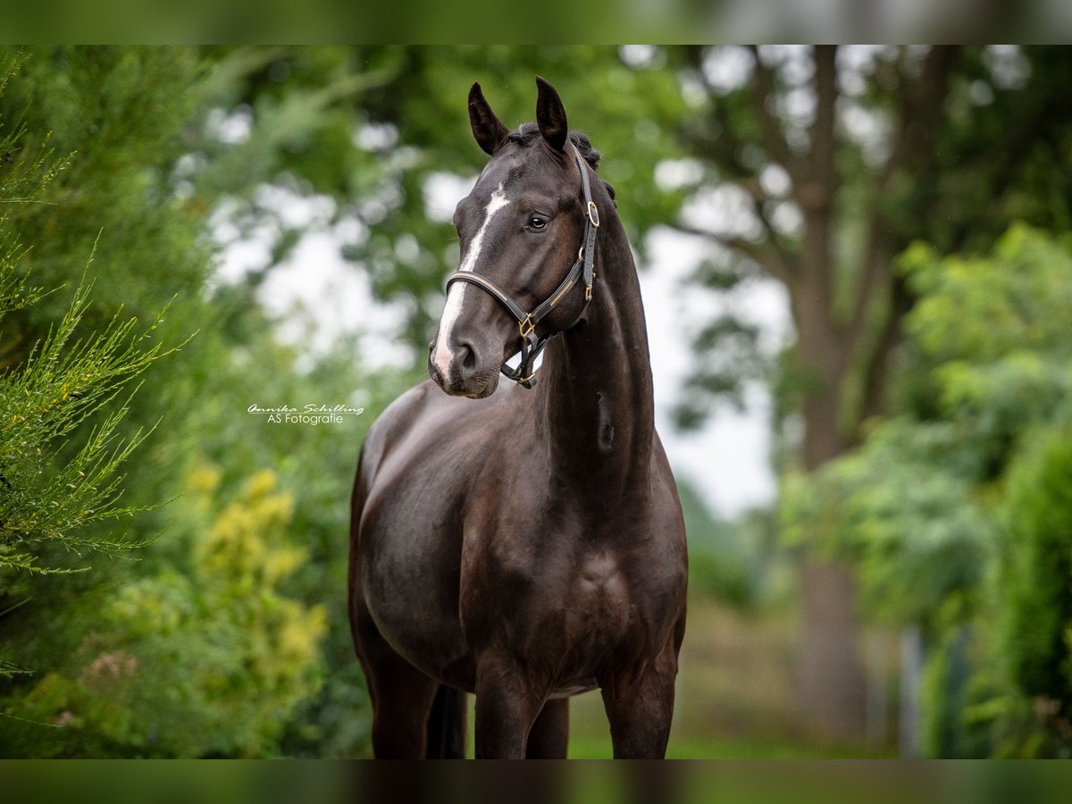 Hannoveriano Caballo castrado 6 años 170 cm Negro in Br&#xF6;then