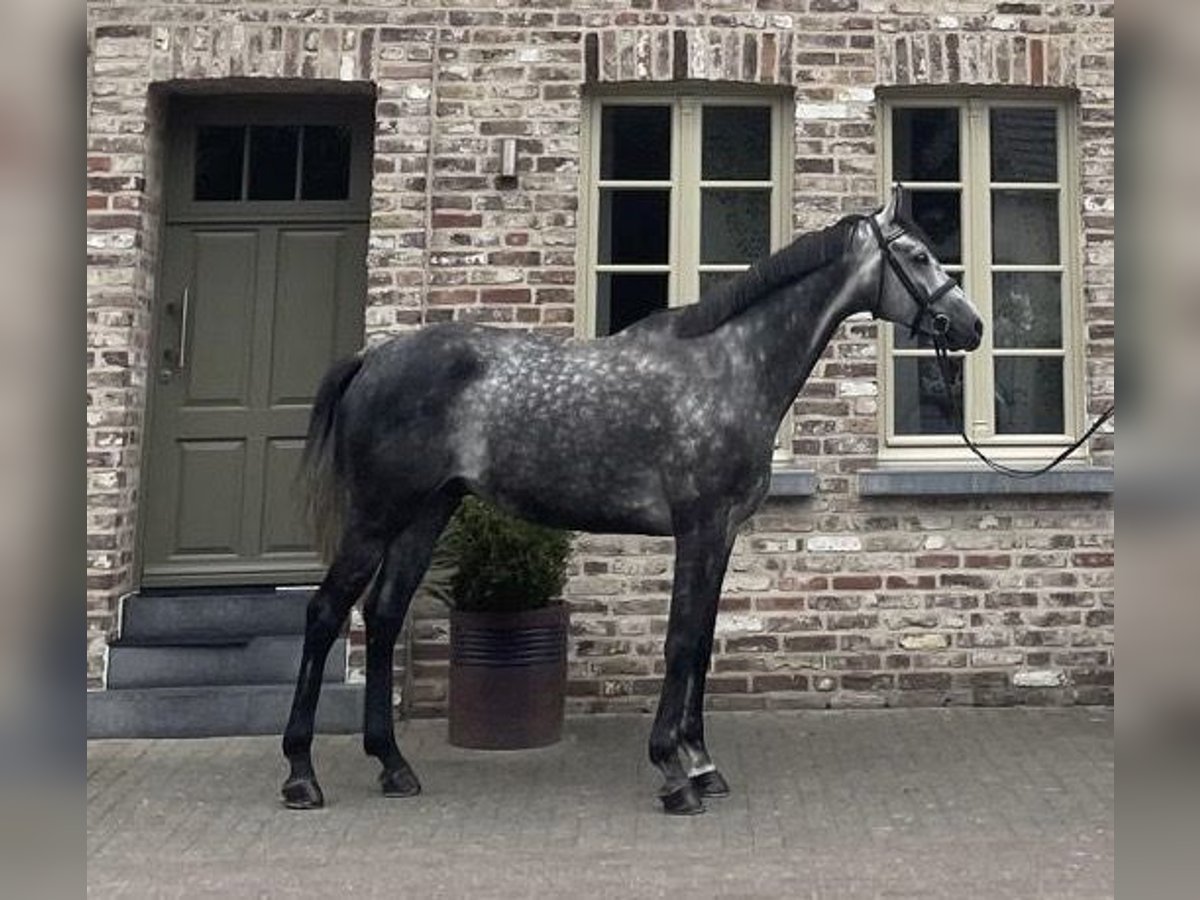 Hannoveriano Caballo castrado 6 años 170 cm Tordo rodado in Schwalmtal