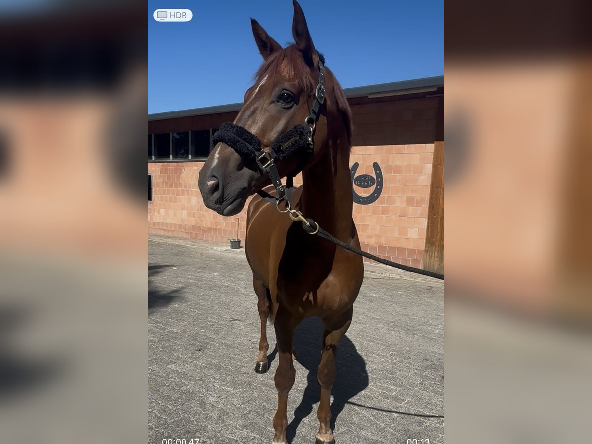 Hannoveriano Caballo castrado 6 años 171 cm Alazán in Lienen