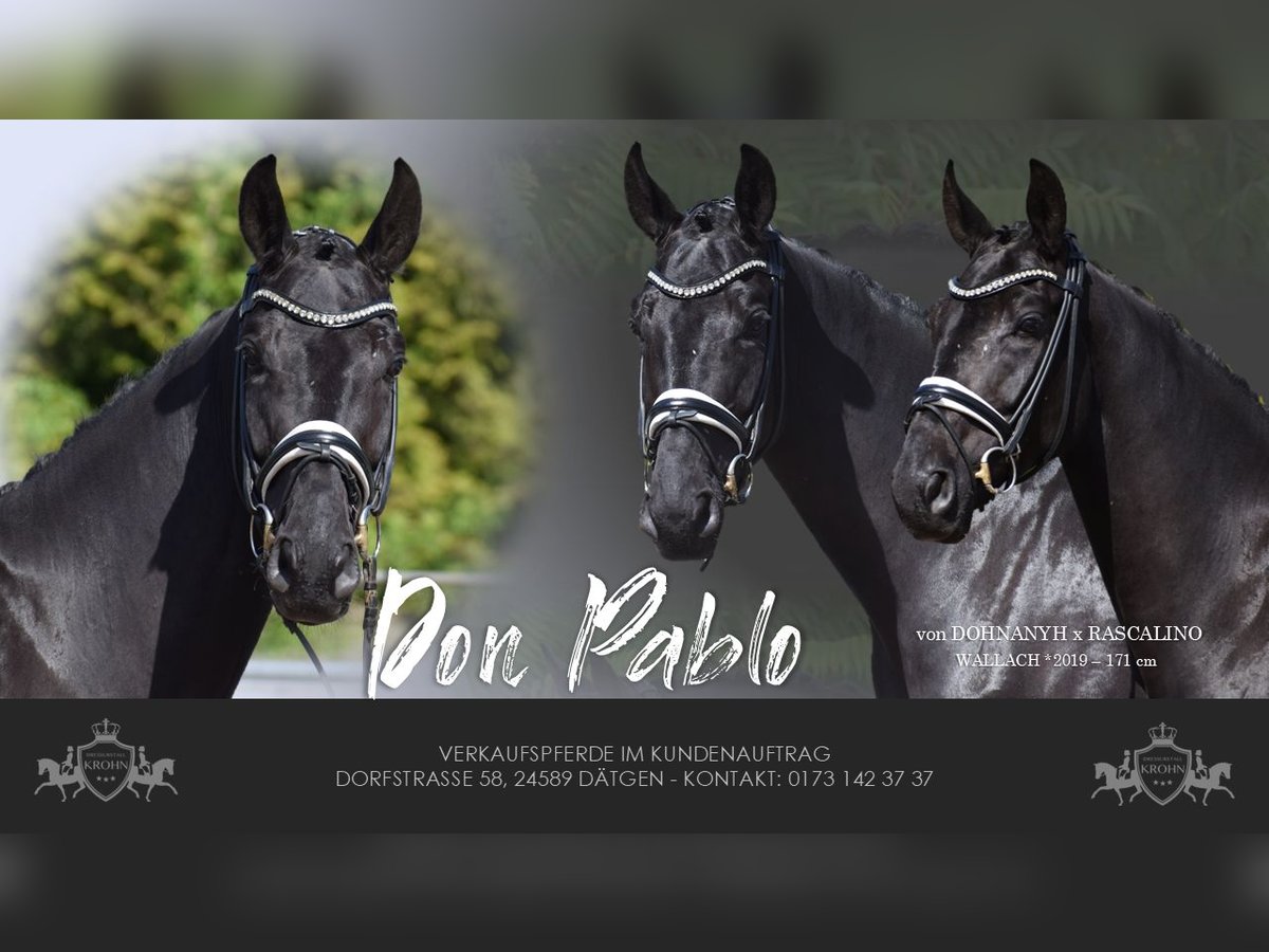 Hannoveriano Caballo castrado 6 años 171 cm Negro in Dätgen