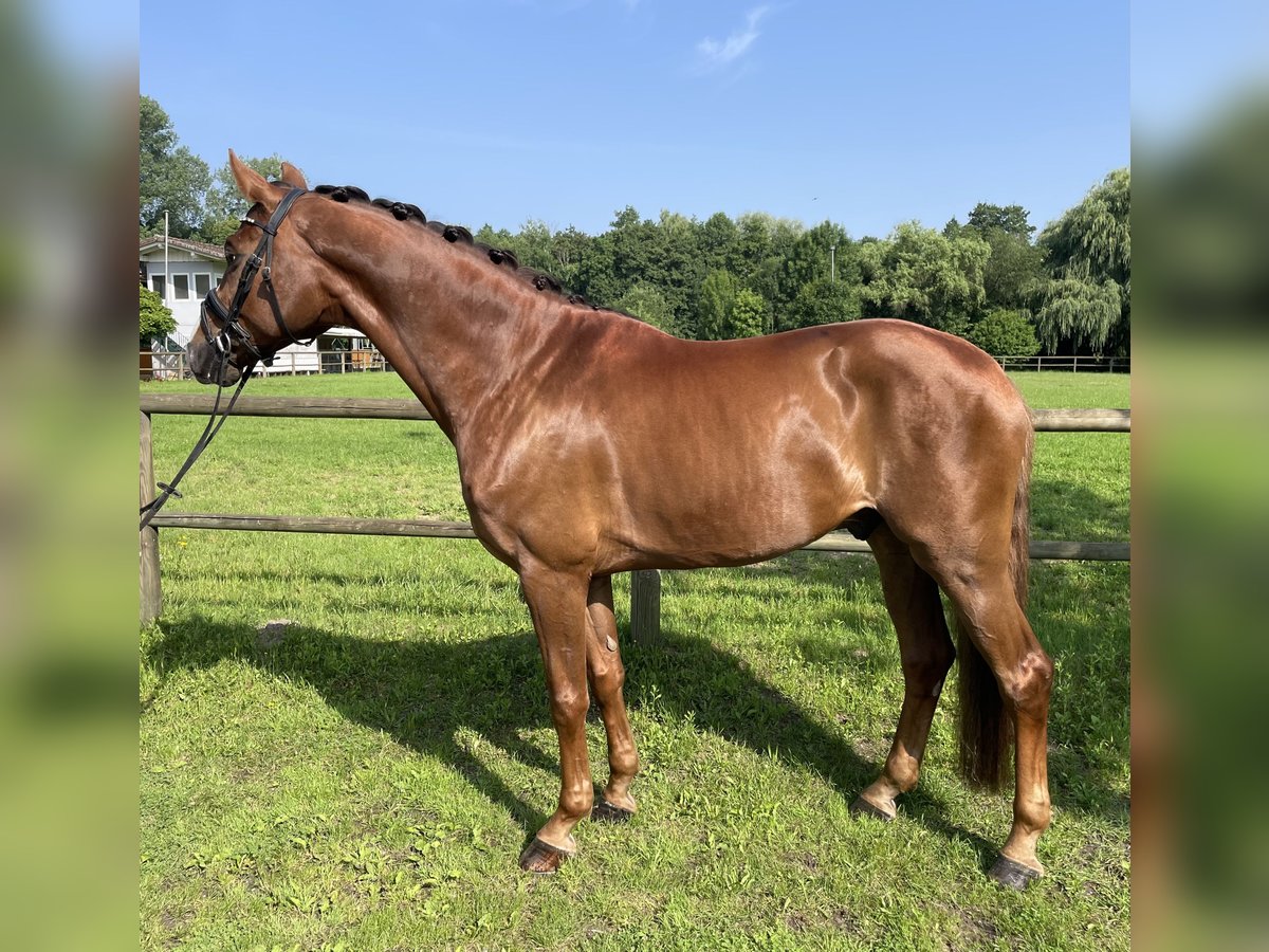 Hannoveriano Caballo castrado 6 años 172 cm Alazán in Lahr/SchwarzwaldLahr