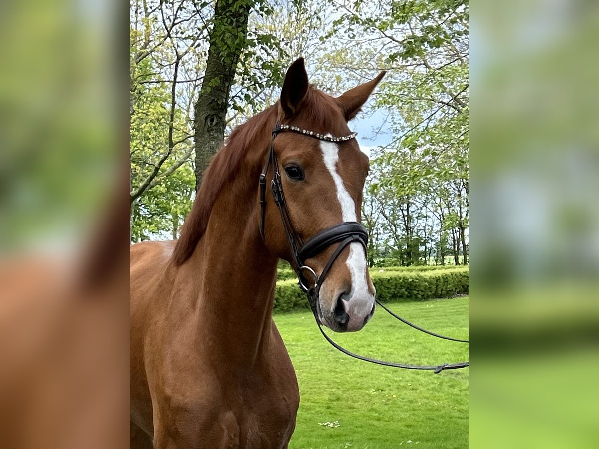 Hannoveriano Caballo castrado 6 años 172 cm Alazán in Cuxhaven