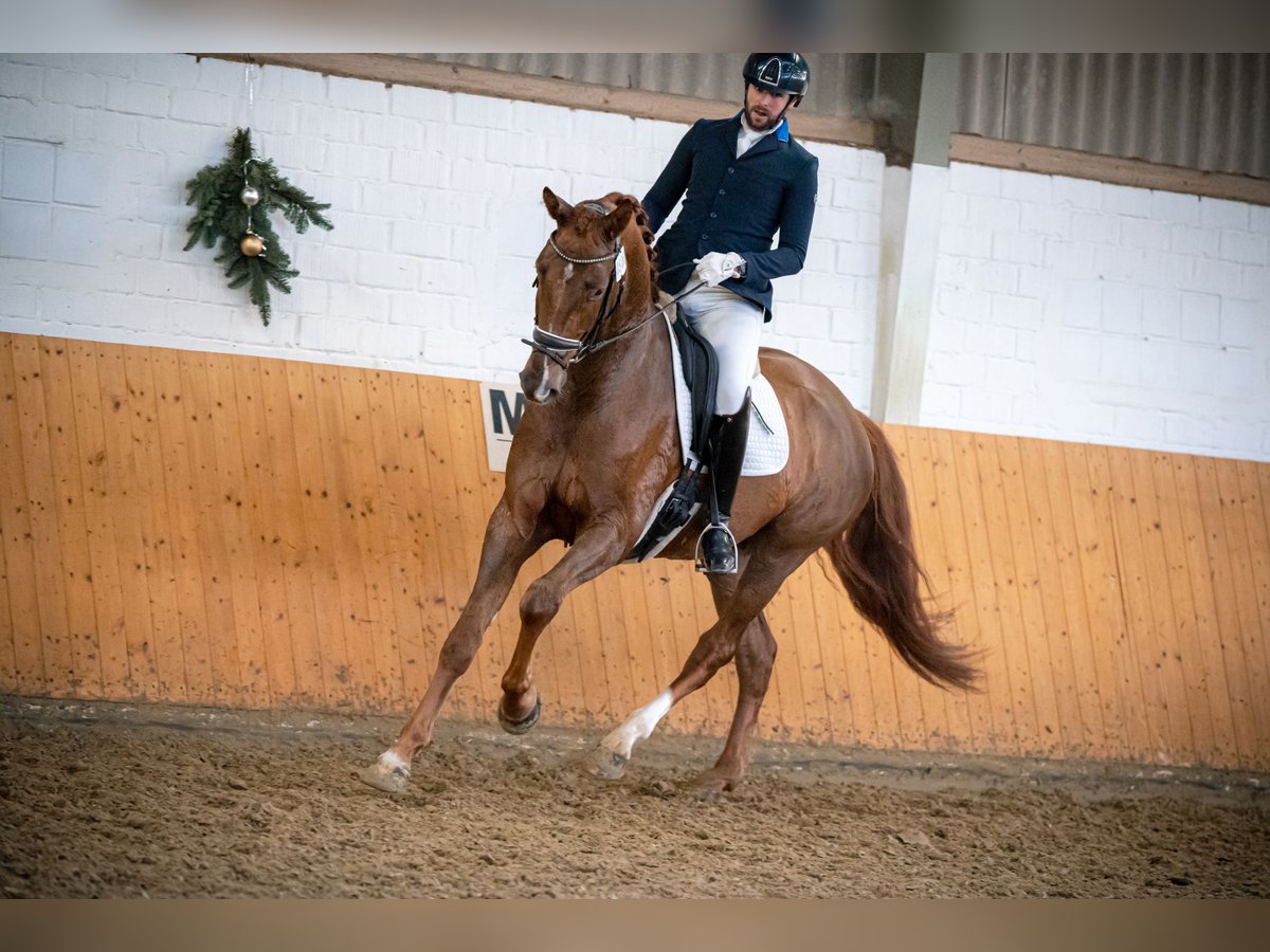 Hannoveriano Caballo castrado 6 años 172 cm Alazán in RecklinghausenRecklinghausen