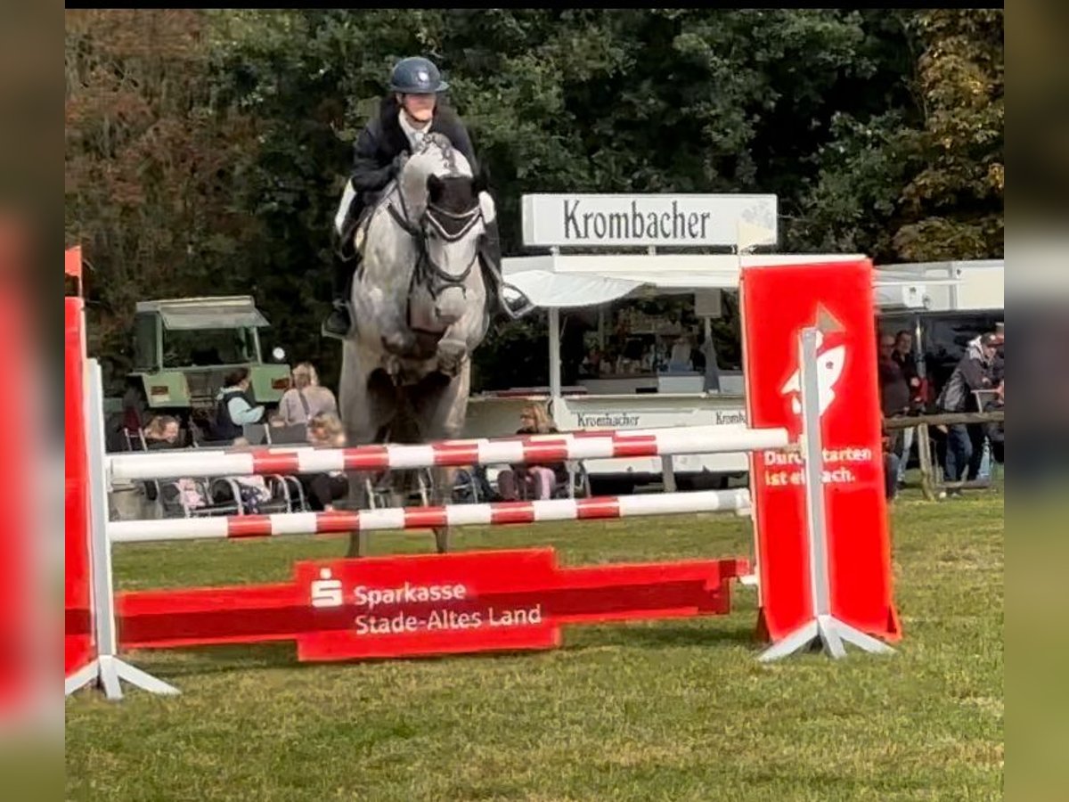 Hannoveriano Caballo castrado 6 años 172 cm Tordo in Bremervörde