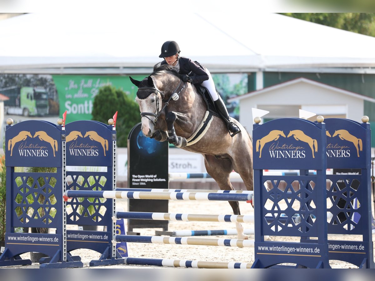 Hannoveriano Caballo castrado 6 años 174 cm Tordo in Singen