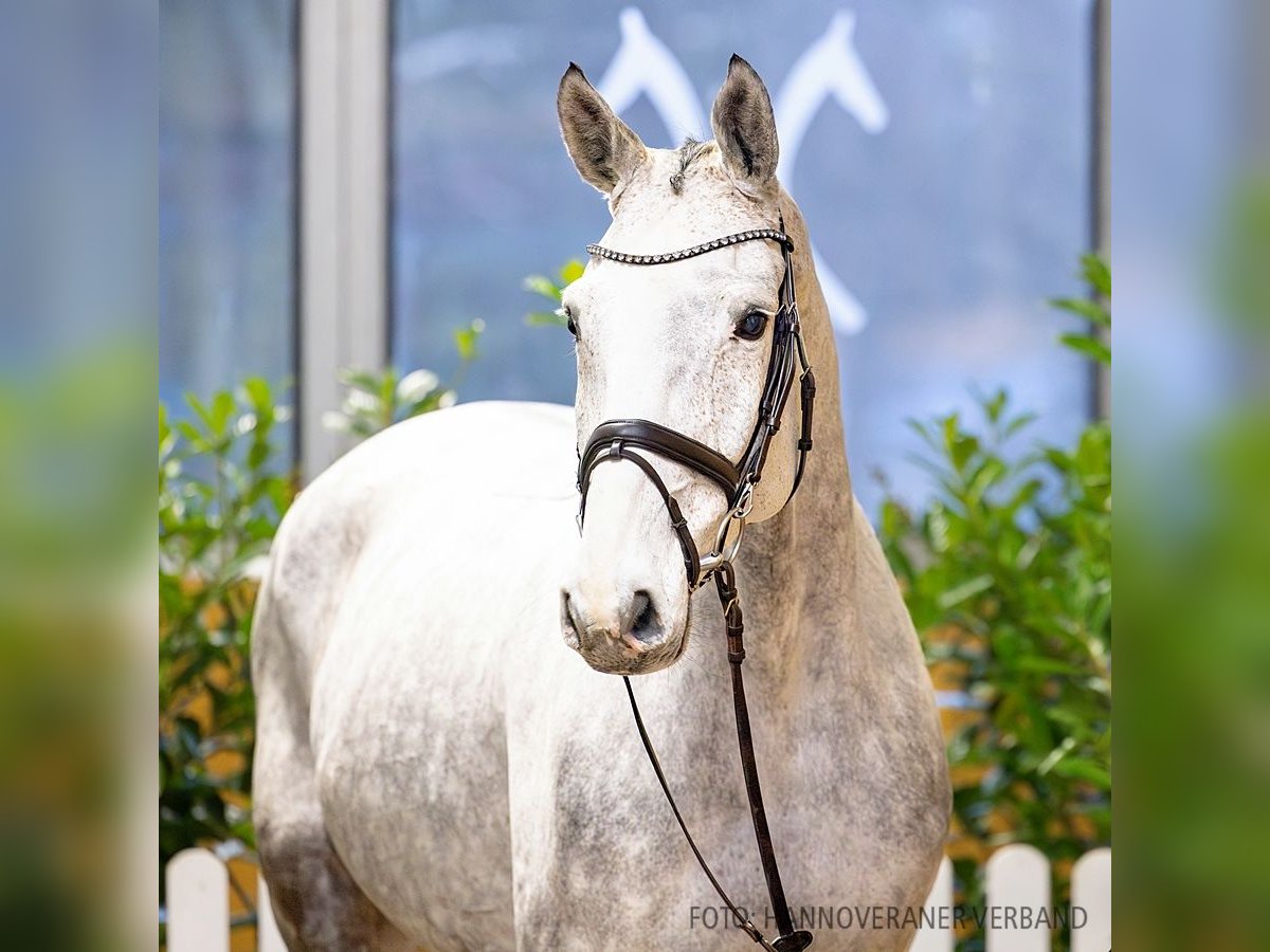 Hannoveriano Caballo castrado 6 años 174 cm Tordo in Verden