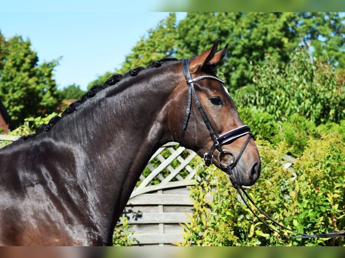 Hannoveriano Caballo castrado 6 años 175 cm Castaño oscuro in Hohenfelde