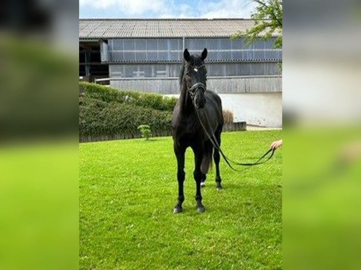 Hannoveriano Caballo castrado 6 años 175 cm Negro in Essen