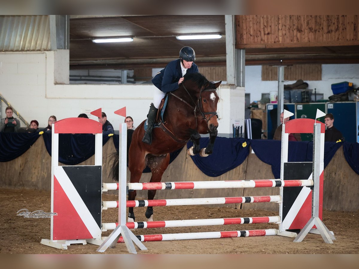 Hannoveriano Caballo castrado 6 años 177 cm Castaño in Bischoffen
