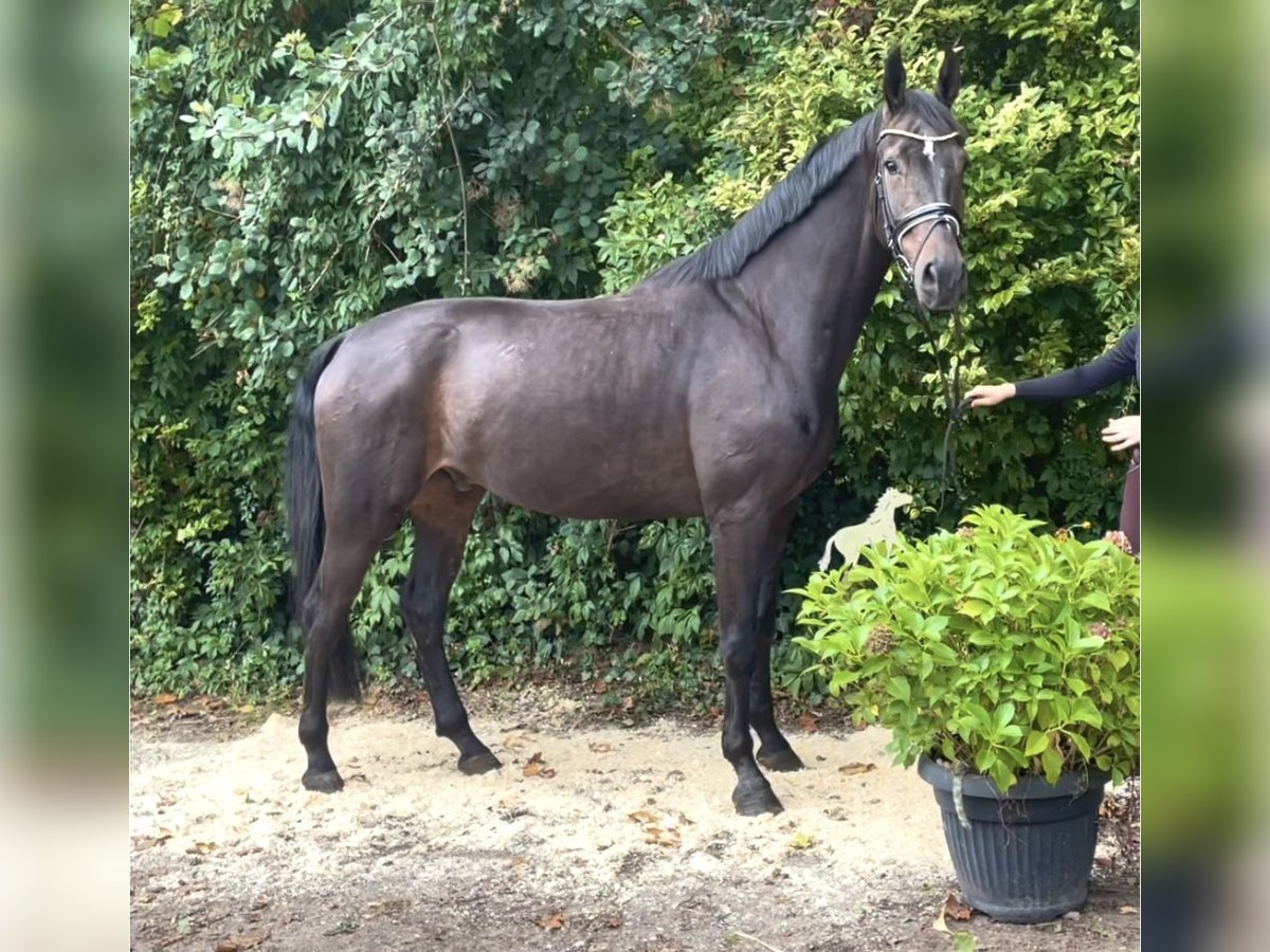 Hannoveriano Caballo castrado 6 años 177 cm Castaño oscuro in Kirchlinteln Hannoveriano Caballo castrado 6 años 177 cm Castaño oscuro in Kirchlinteln