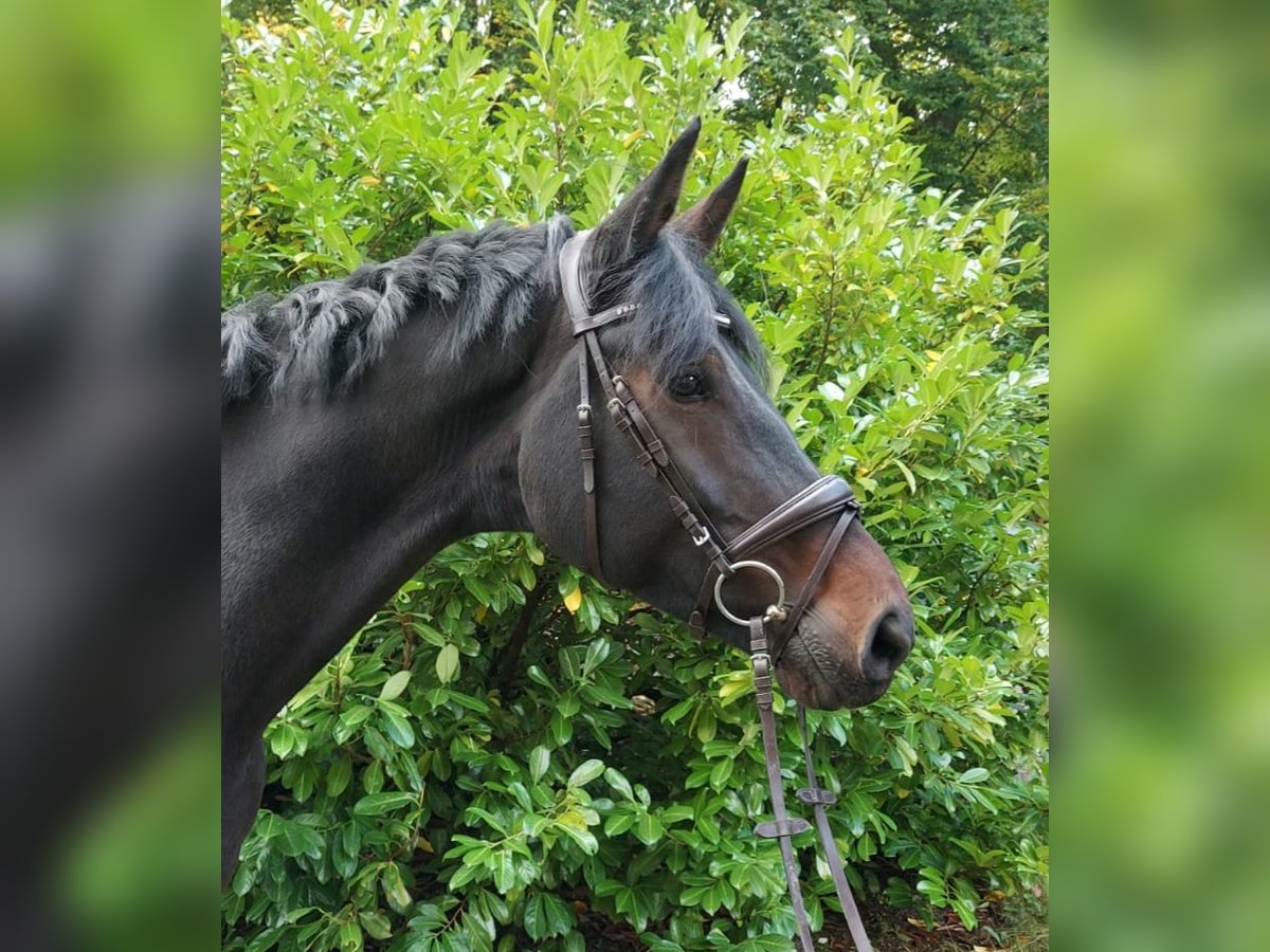 Hannoveriano Caballo castrado 6 años 178 cm Castaño oscuro in Braunschweig