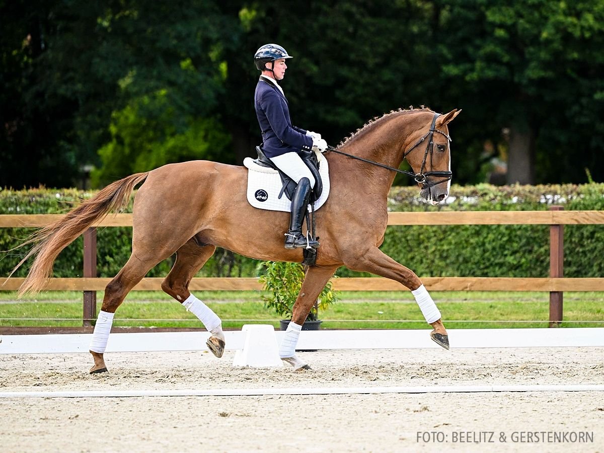 Hannoveriano Caballo castrado 6 años 183 cm Alazán in Verden