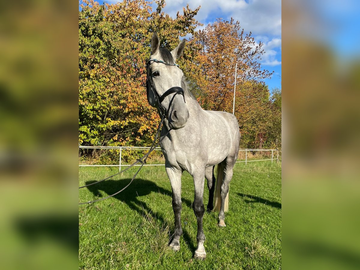 Hannoveriano Caballo castrado 6 años 185 cm Tordo in Heringen Hannoveriano Caballo castrado 6 años 185 cm Tordo in Heringen