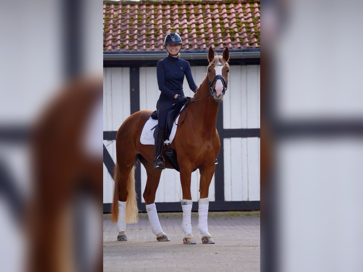 Hannoveriano Caballo castrado 6 años in Ostbevern