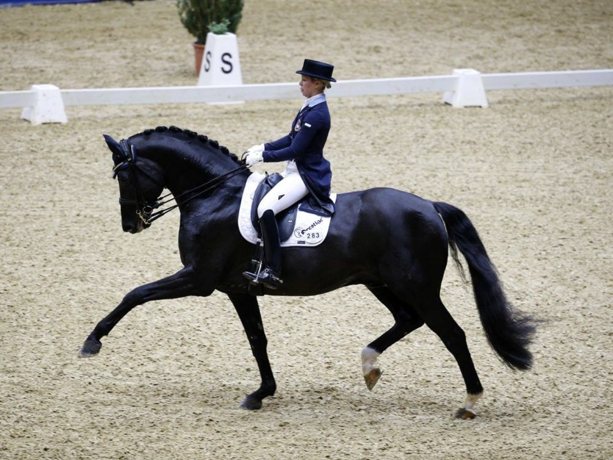 Hannoveriano Caballo castrado 6 años in Waiblingen