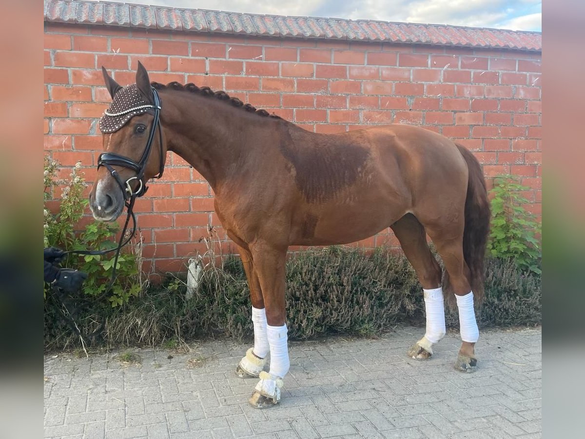 Hannoveriano Caballo castrado 7 años 164 cm Alazán in Harpstedt