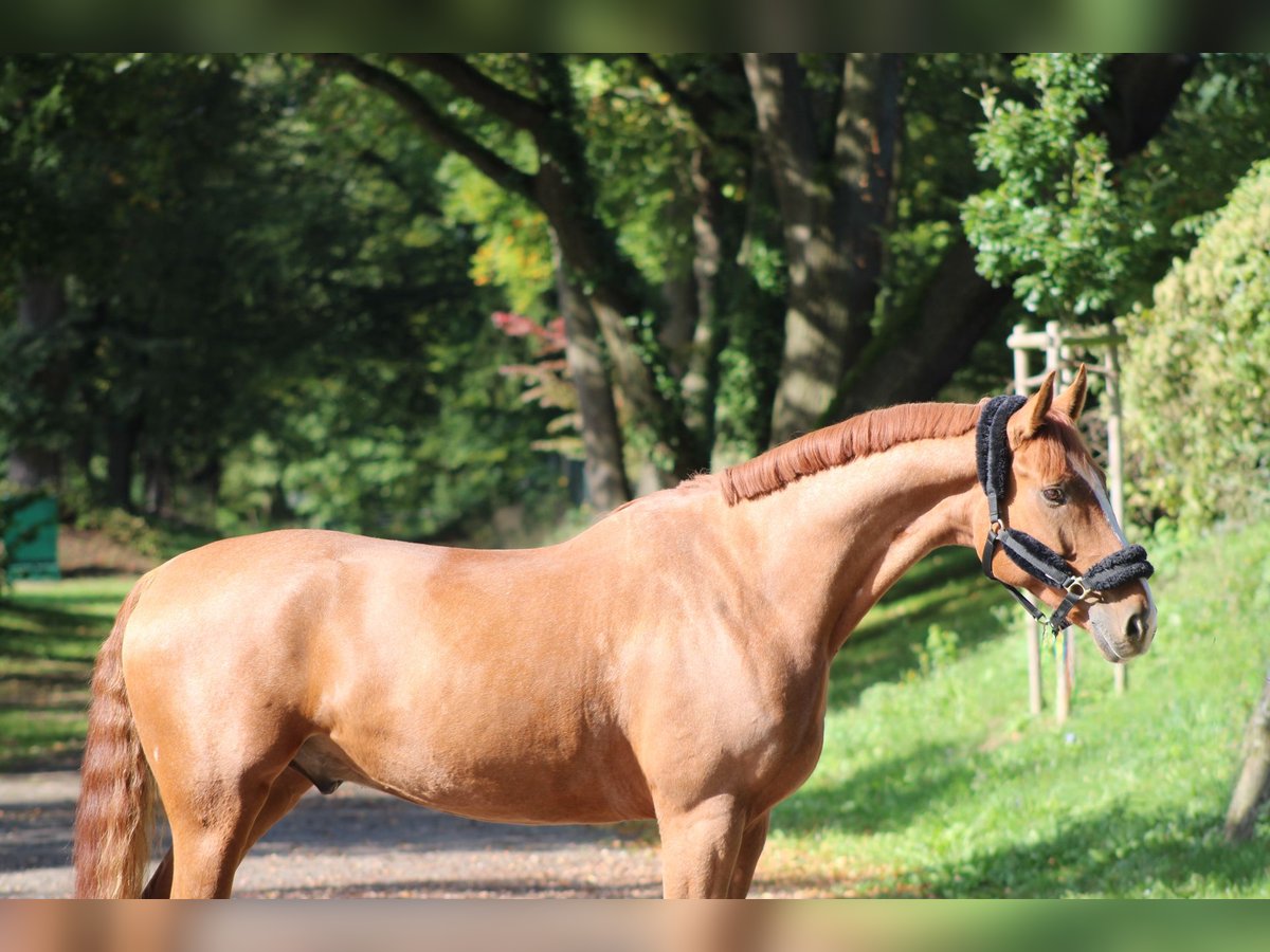 Hannoveriano Caballo castrado 7 años 165 cm Alazán in Darmstadt