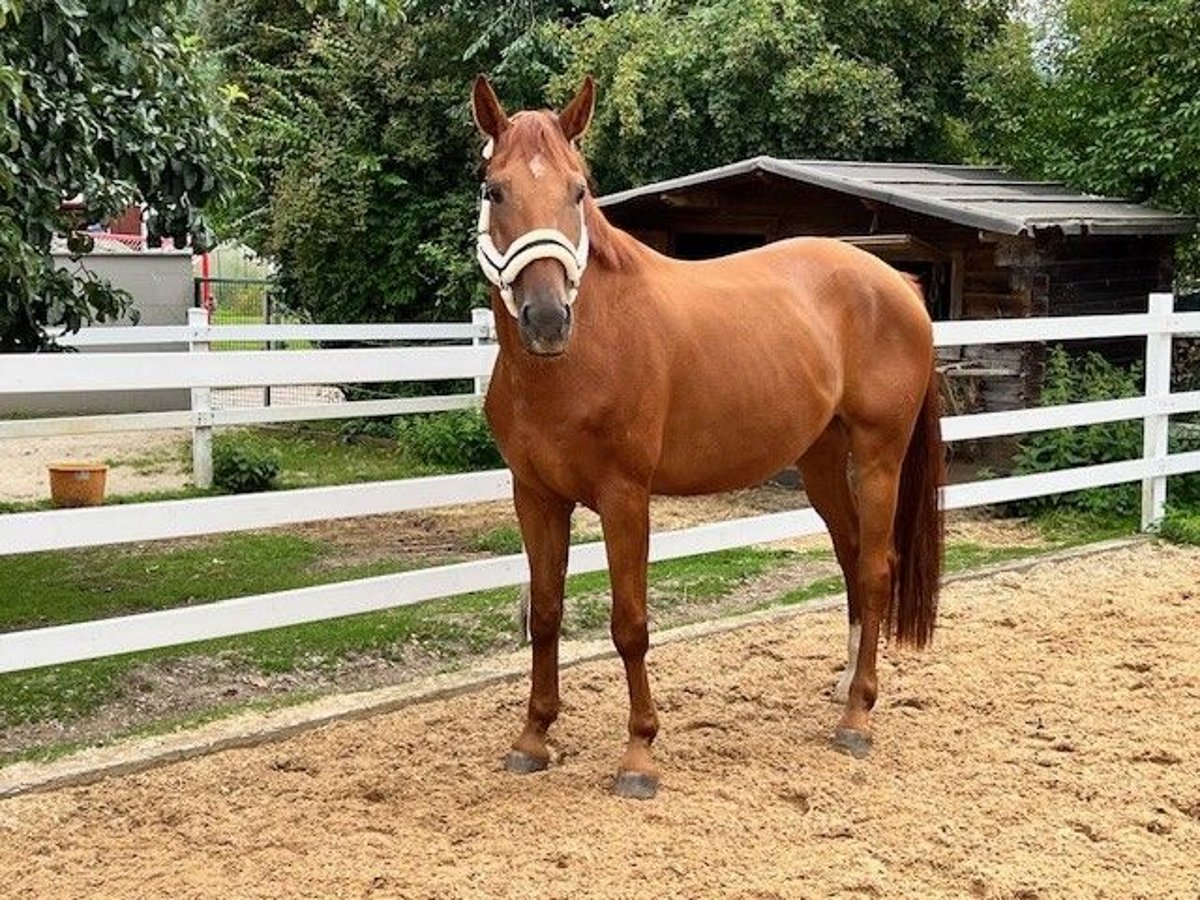 Hannoveriano Caballo castrado 7 años 165 cm Alazán in Kirchensittenbach