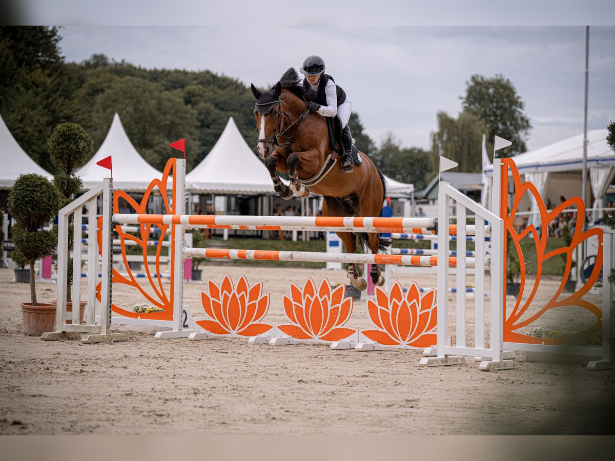 Hannoveriano Caballo castrado 7 años 165 cm Castaño in Wipperfürth