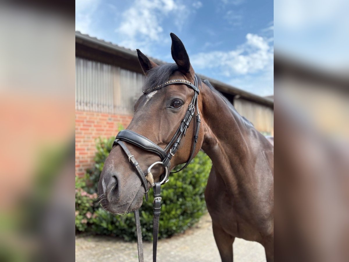 Hannoveriano Caballo castrado 7 años 166 cm Castaño in Verden (Aller)