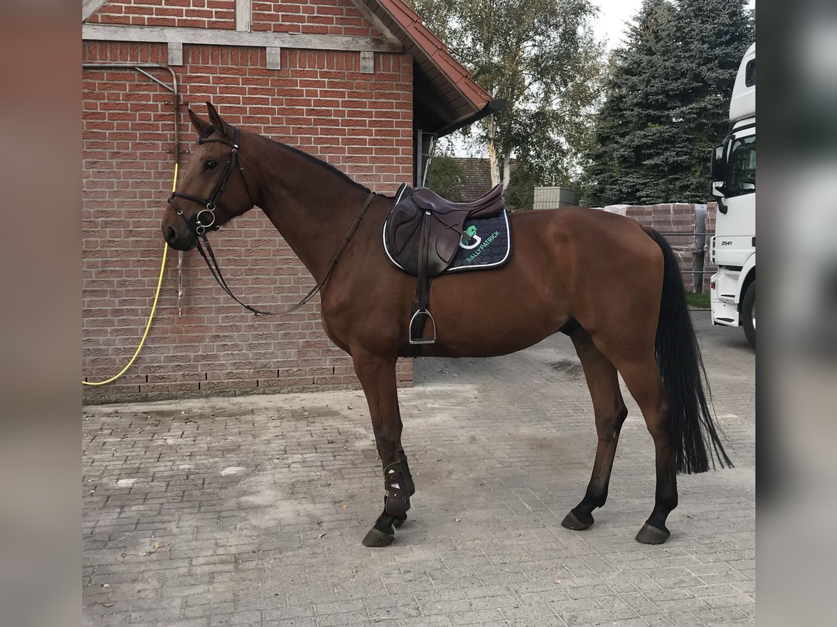 Hannoveriano Caballo castrado 7 años 166 cm Castaño in Stade