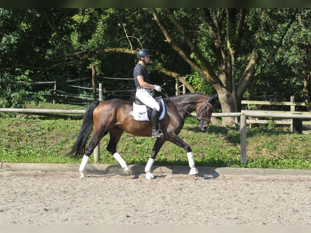 Hannoveriano Caballo castrado 7 años 168 cm Castaño in Wellheim