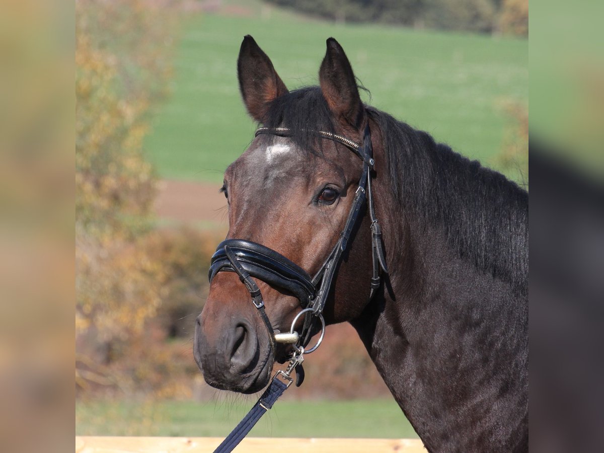 Hannoveriano Caballo castrado 7 años 168 cm Castaño in Wartenberg