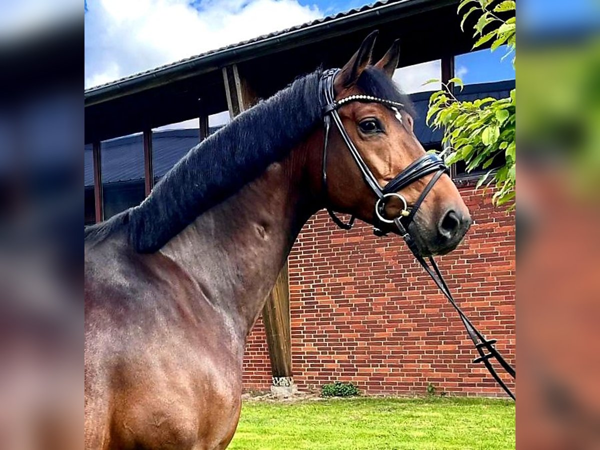 Hannoveriano Caballo castrado 7 años 168 cm Castaño oscuro in Münster