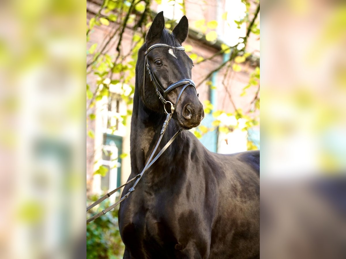 Hannoveriano Caballo castrado 7 años 168 cm Negro in Dorsten