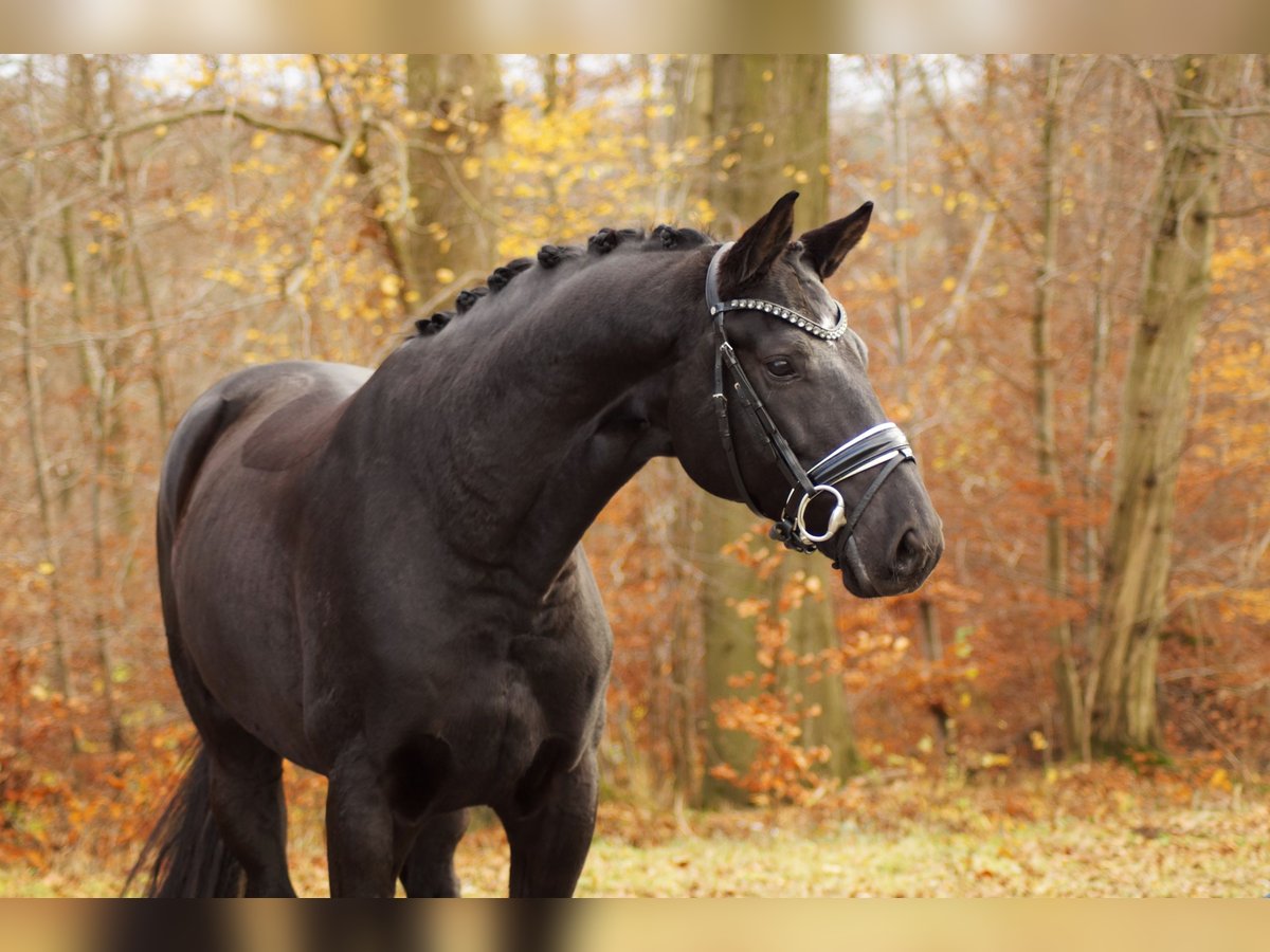 Hannoveriano Caballo castrado 7 años 168 cm Negro in Gleichen