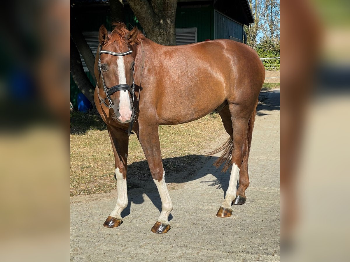 Hannoveriano Caballo castrado 7 años 170 cm Alazán in Berlin