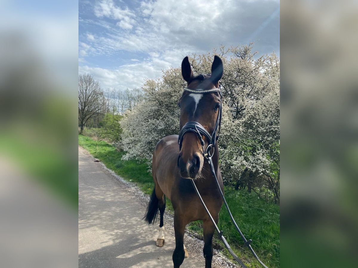 Hannoveriano Caballo castrado 7 años 170 cm Castaño oscuro in Kall