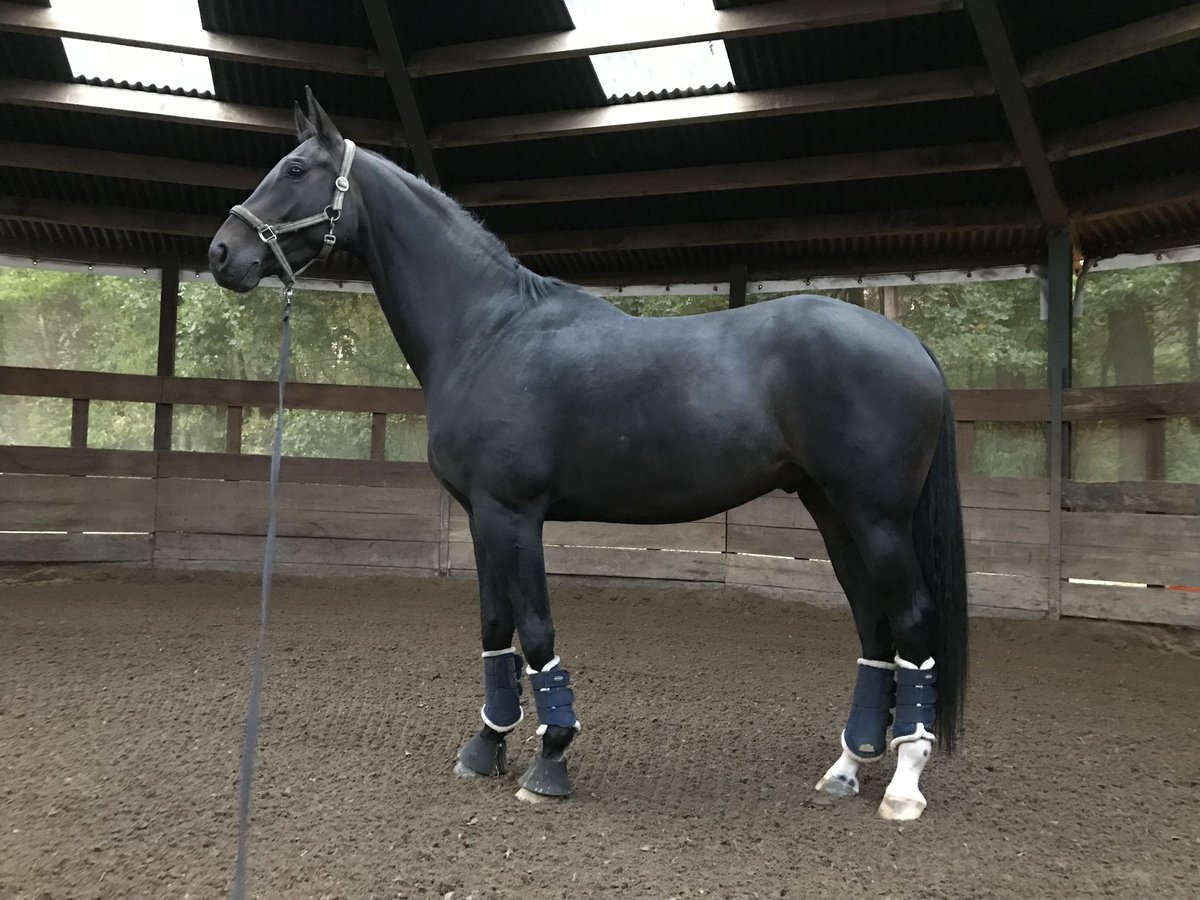 Hannoveriano Caballo castrado 7 años 170 cm Morcillo in Wentorf bei Hamburg