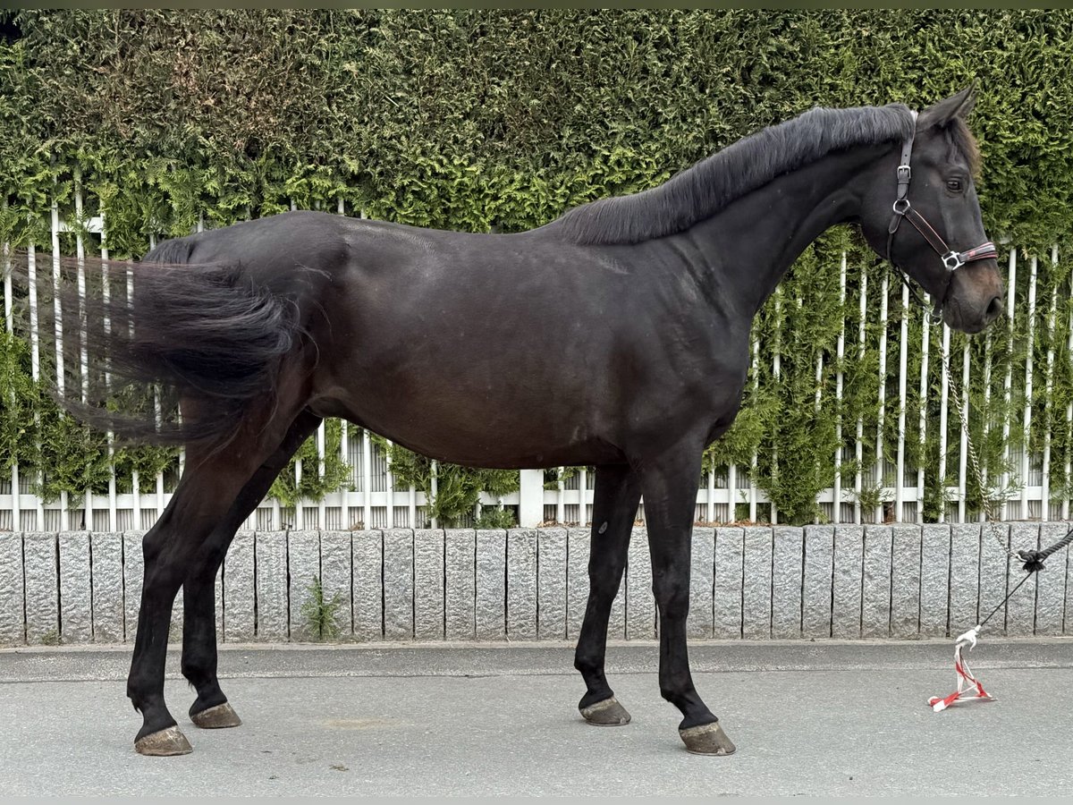 Hannoveriano Caballo castrado 7 años 170 cm Negro in Essen