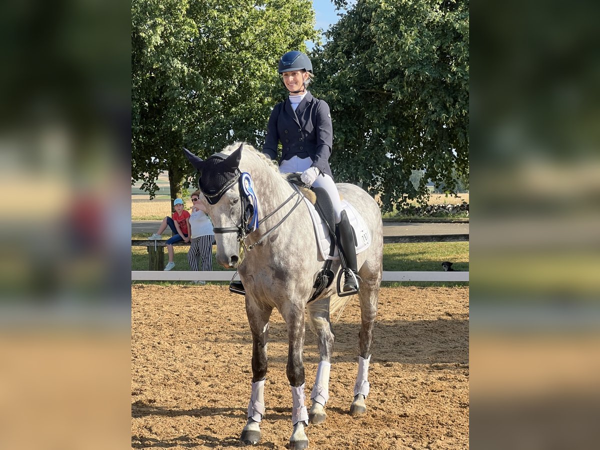 Hannoveriano Caballo castrado 7 años 170 cm Tordo rodado in Igersheim