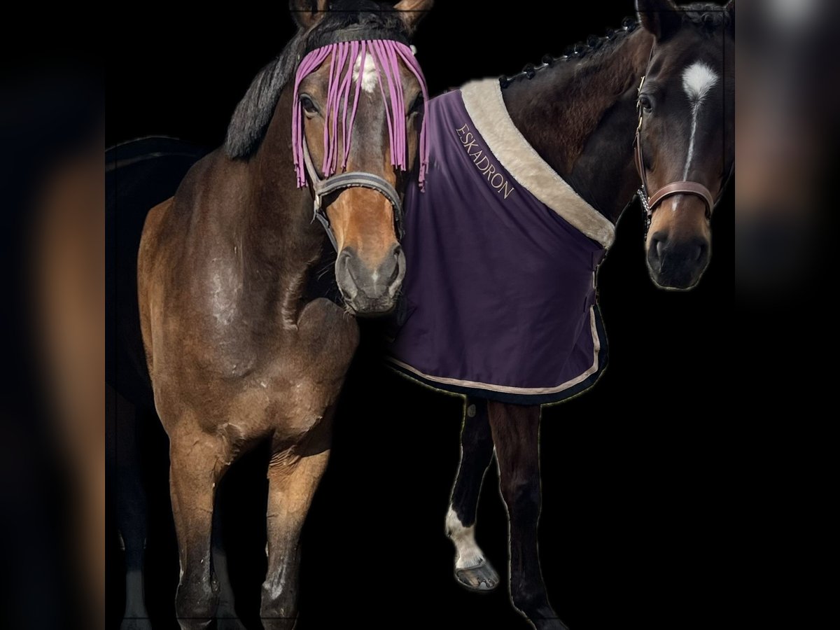 Hannoveriano Caballo castrado 7 años 172 cm Castaño oscuro in Niedereschach