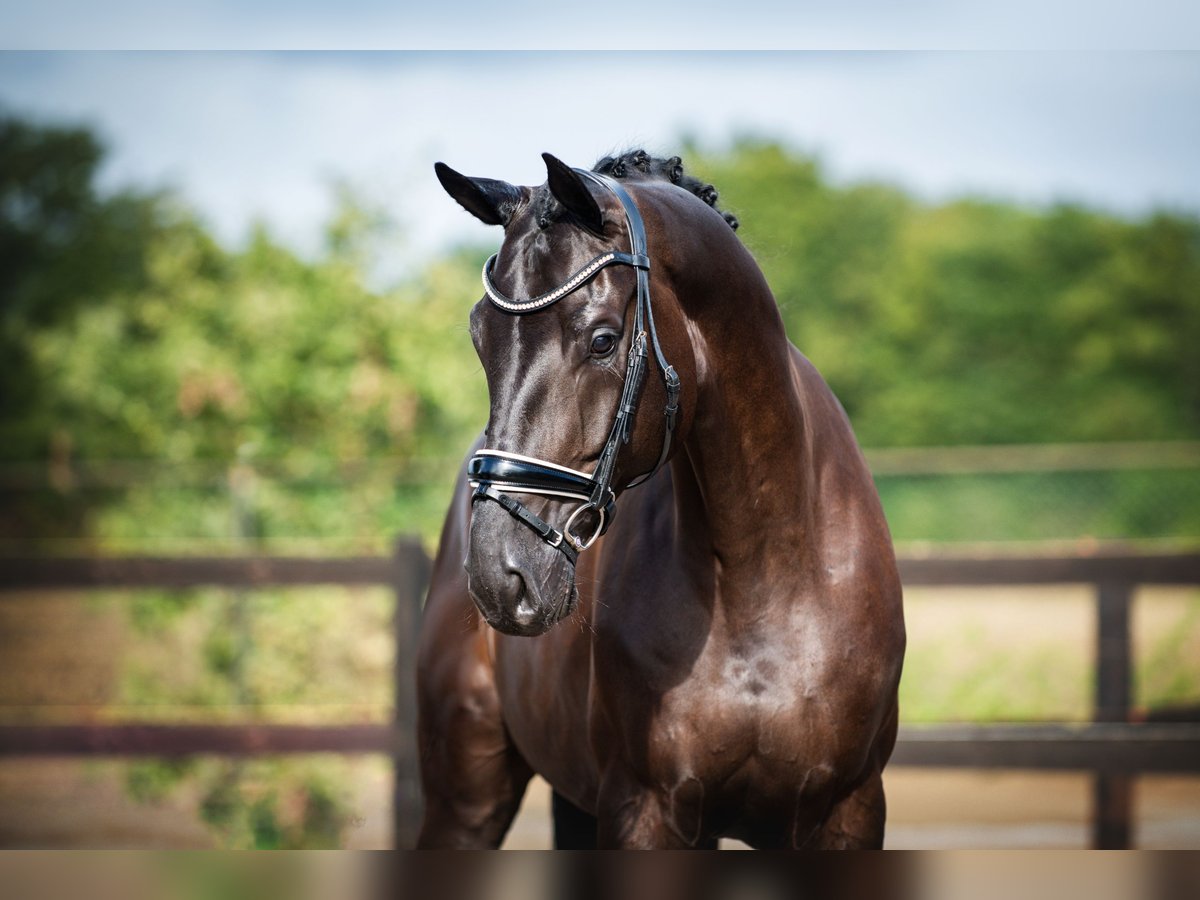 Hannoveriano Caballo castrado 7 años 172 cm Morcillo in Uden