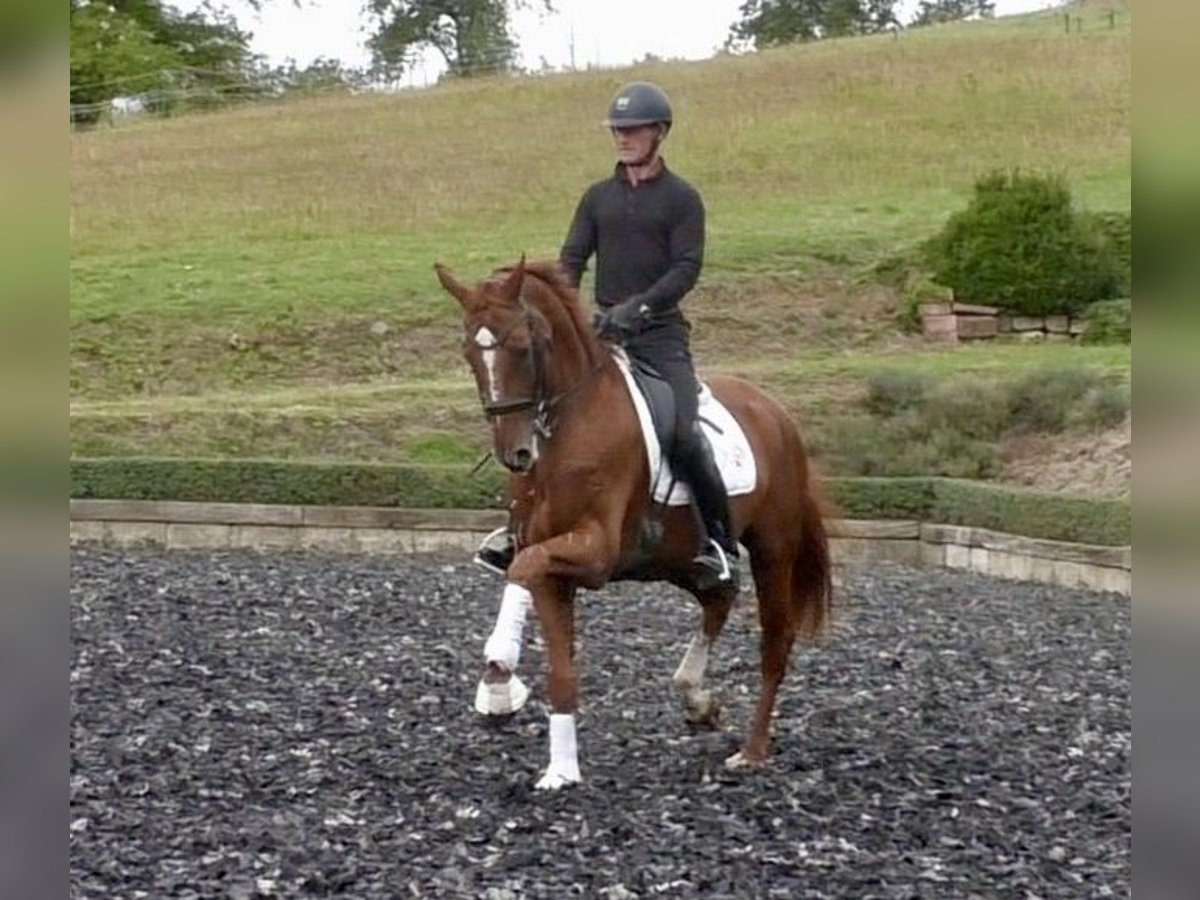 Hannoveriano Caballo castrado 7 años 173 cm Alazán in Niederkirchen