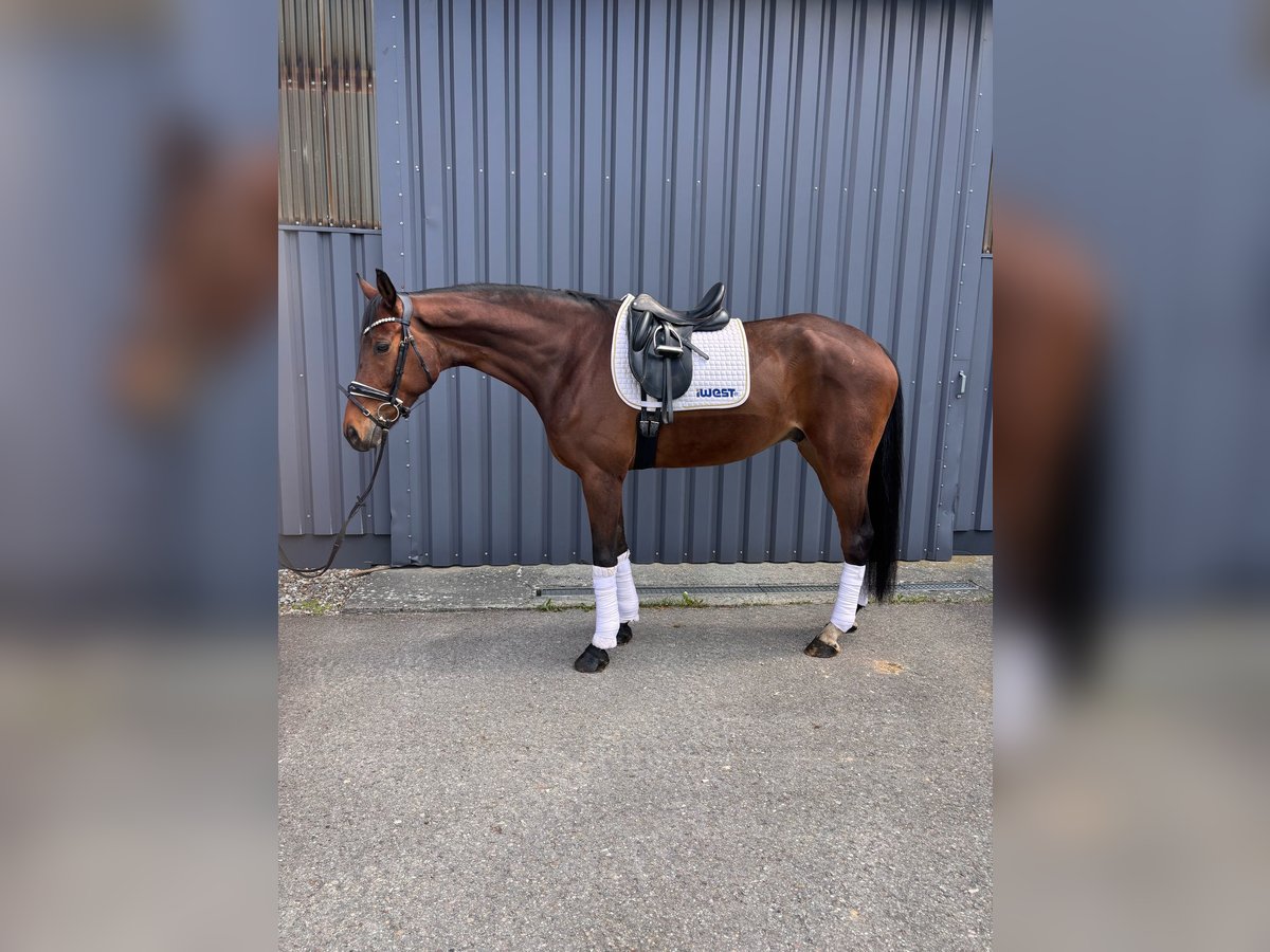 Hannoveriano Caballo castrado 7 años 174 cm Castaño in Aalen