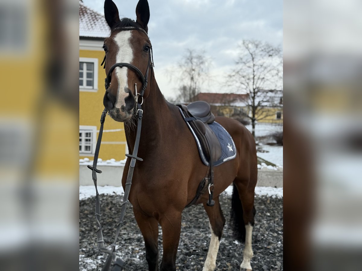 Hannoveriano Caballo castrado 7 años 174 cm Castaño in Amstetten