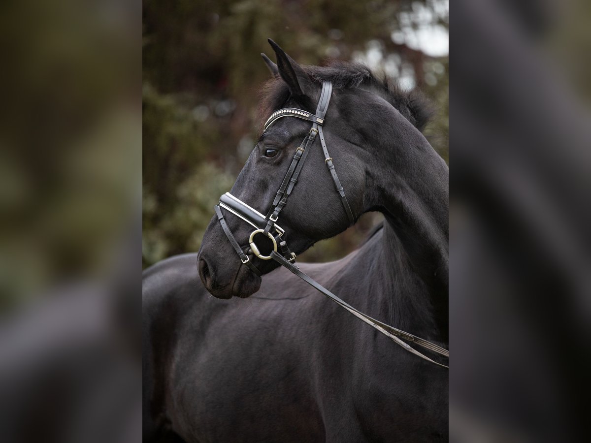 Hannoveriano Caballo castrado 7 años 175 cm Negro in Priestewitz
