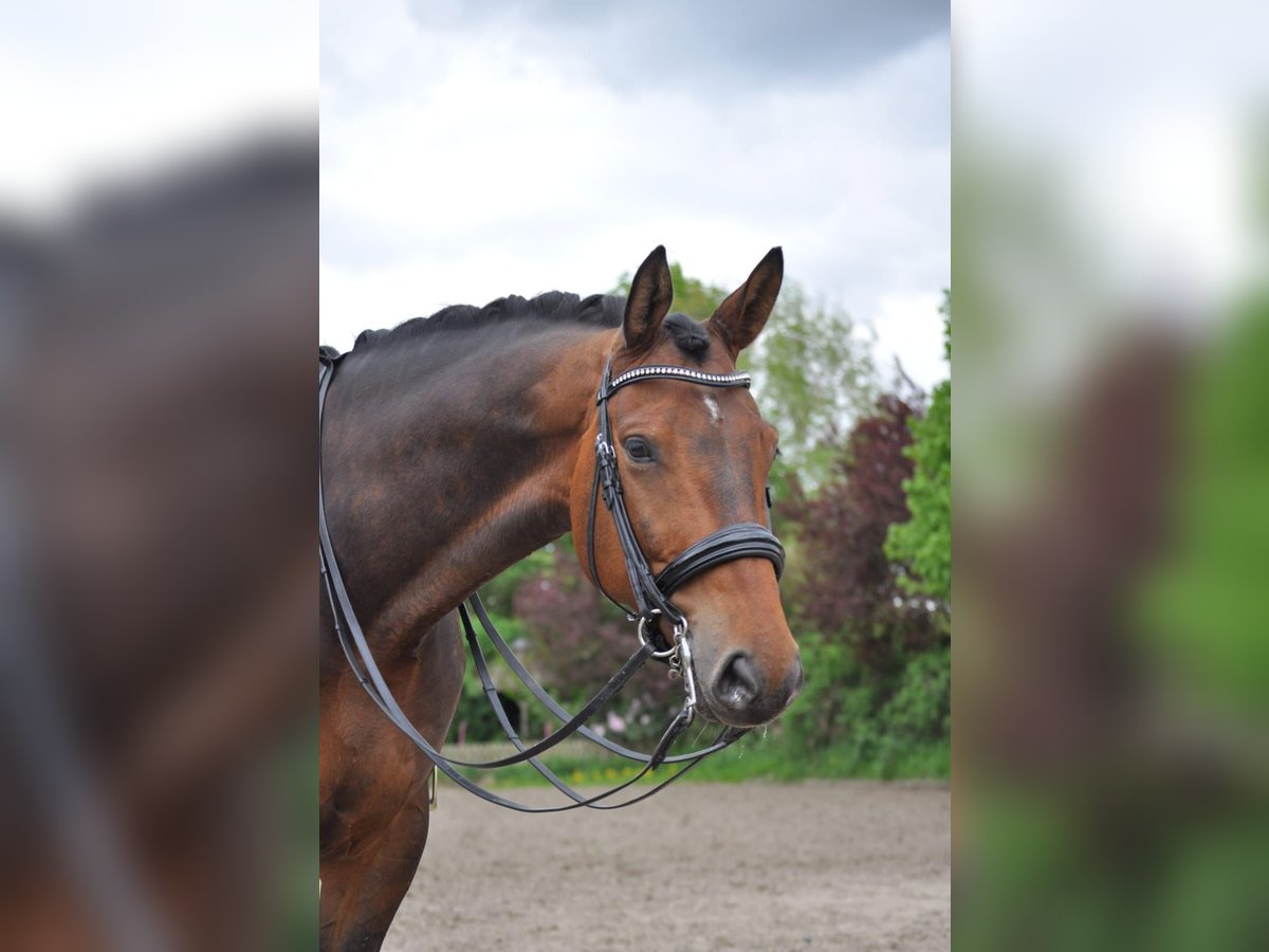 Hannoveriano Caballo castrado 7 años 177 cm Castaño in Fleckeby
