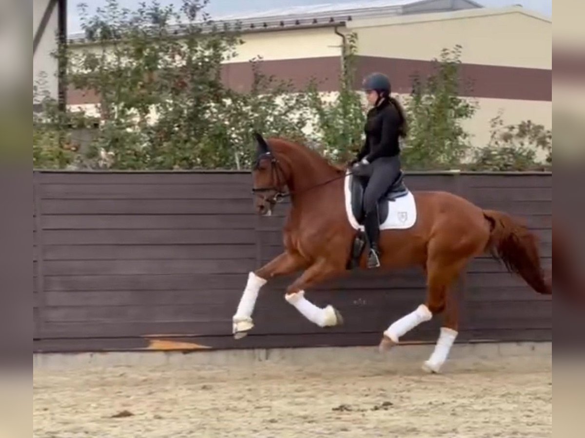 Hannoveriano Caballo castrado 7 años 178 cm Red Dun/Cervuno in &#1052;&#1086;&#1089;&#1082;&#1074;&#1072;