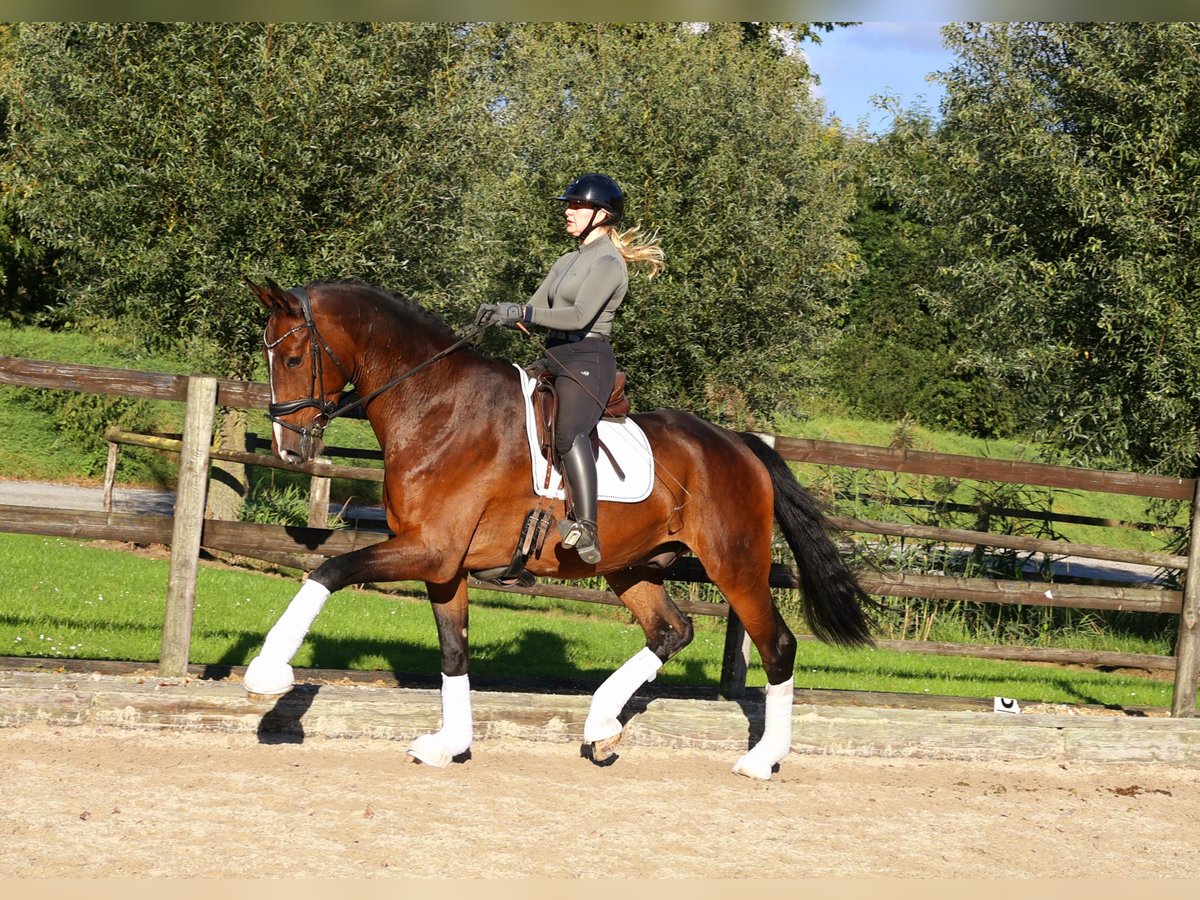 Hannoveriano Caballo castrado 7 años 179 cm in Kempen