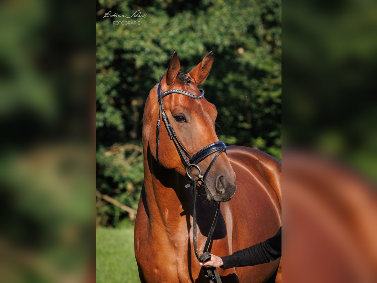 Hannoveriano Caballo castrado 7 años 180 cm Castaño in Fulda