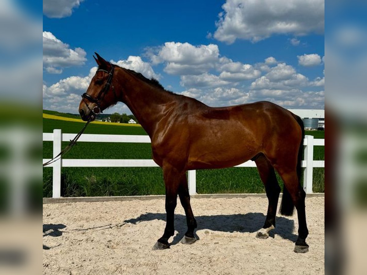 Hannoveriano Caballo castrado 7 años 180 cm Castaño in Loiching