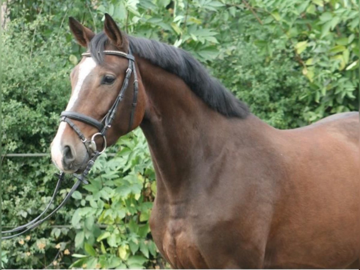 Hannoveriano Caballo castrado 7 años Castaño in Waldesch